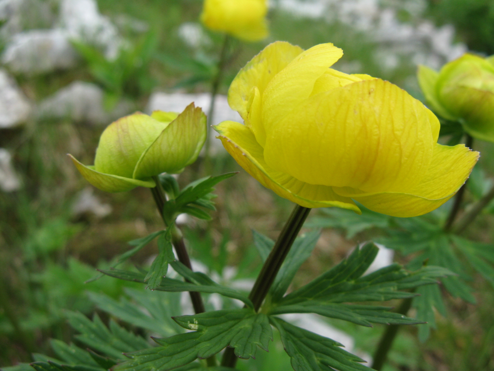 Zergeboglár Trollius europaeus3