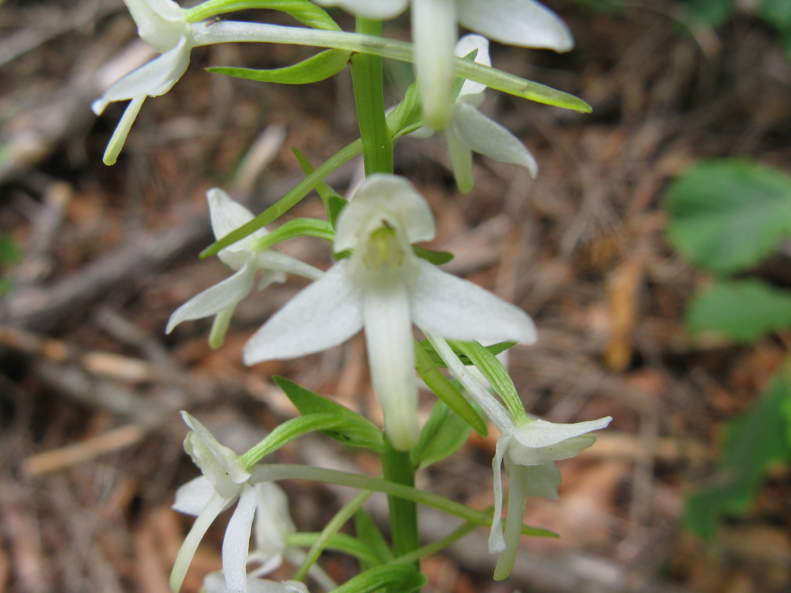 Fehér sarkvirág Platanthera bifolia3