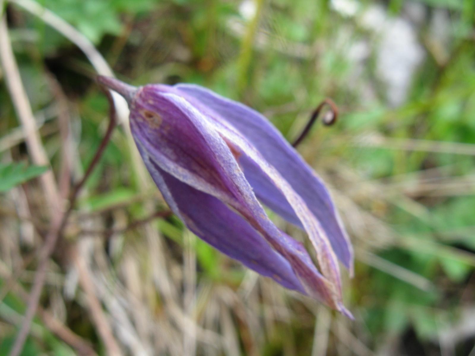 Havasi iszalag Clematis alpina