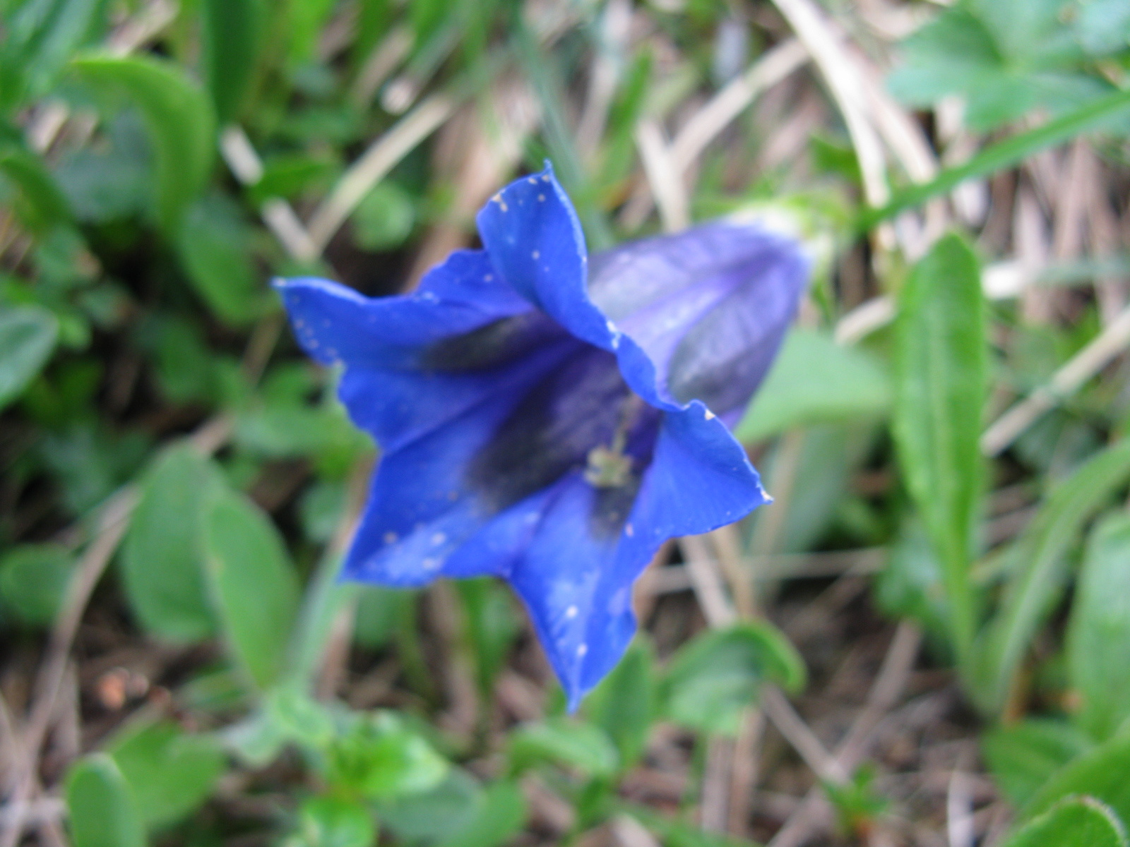 Széleslevelű tárnics Gentiana acaulis