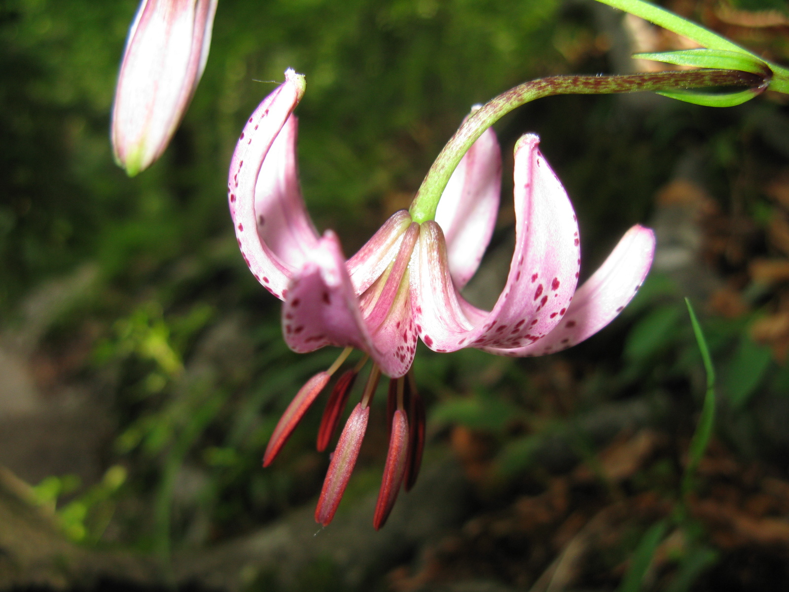 Turánliliom Lilium martagon