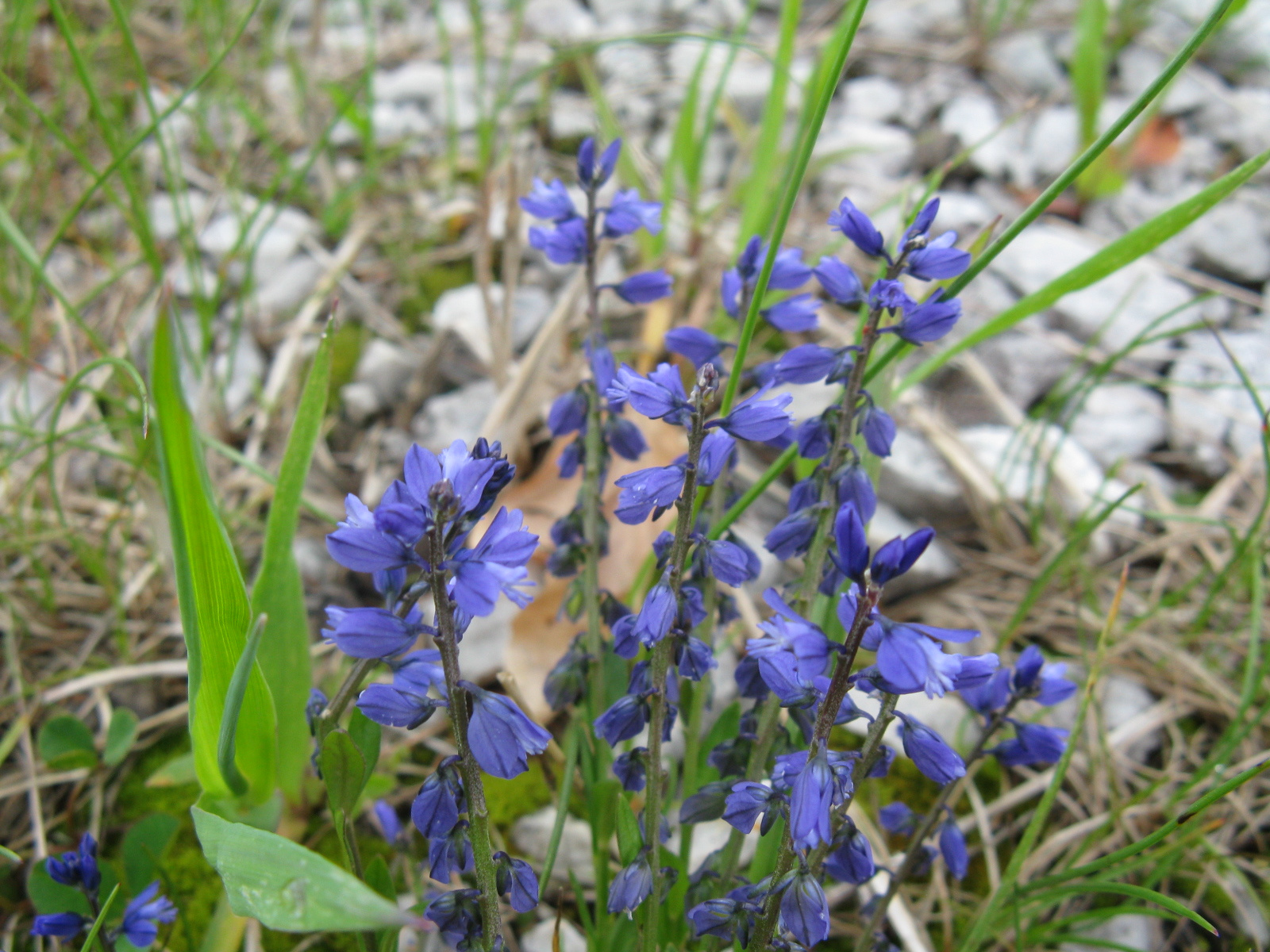 Üstökös pacsirtafű Polygala comosa