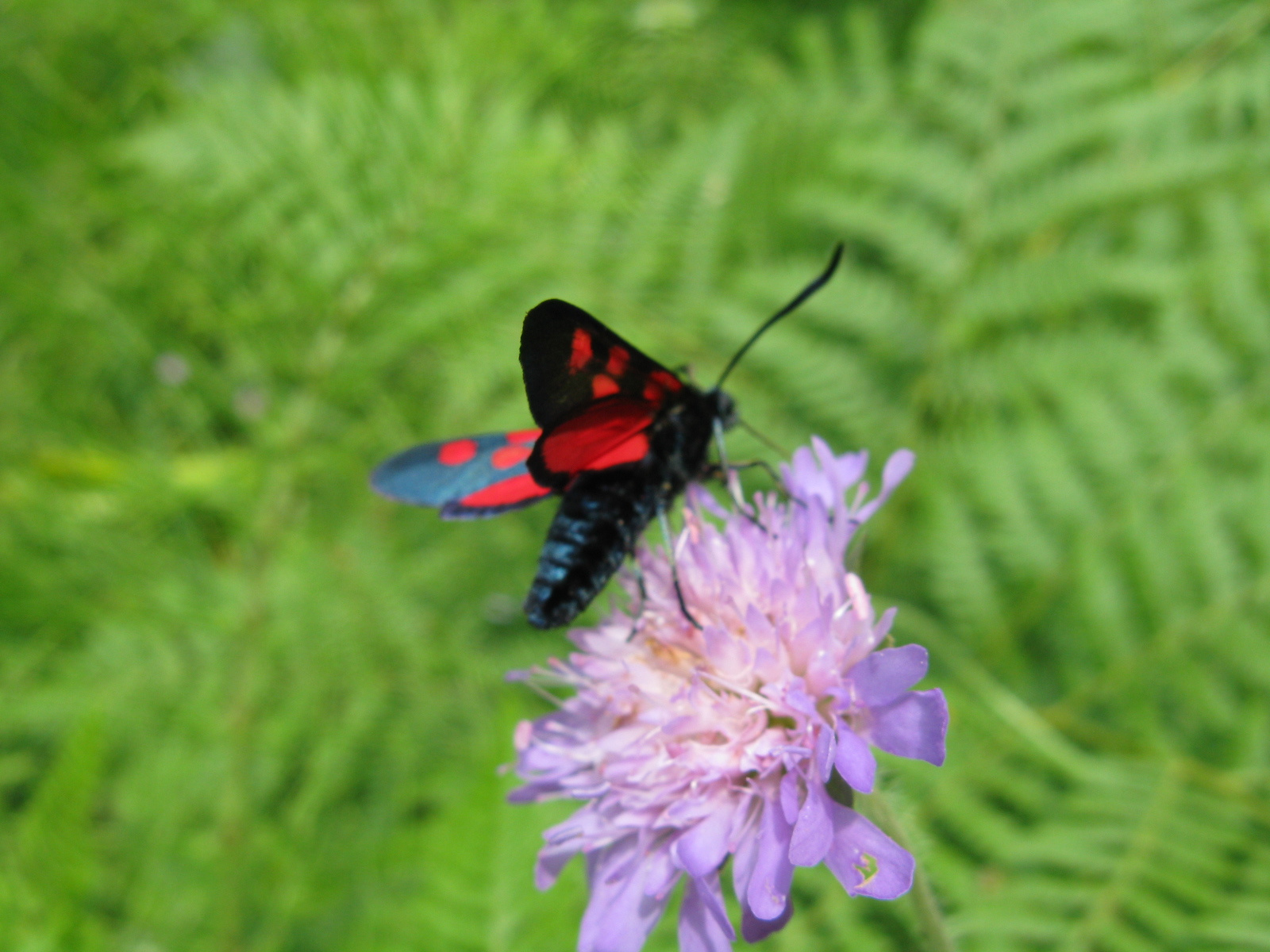 Vérpettyes csüngőlepke Zygaena angelicae1