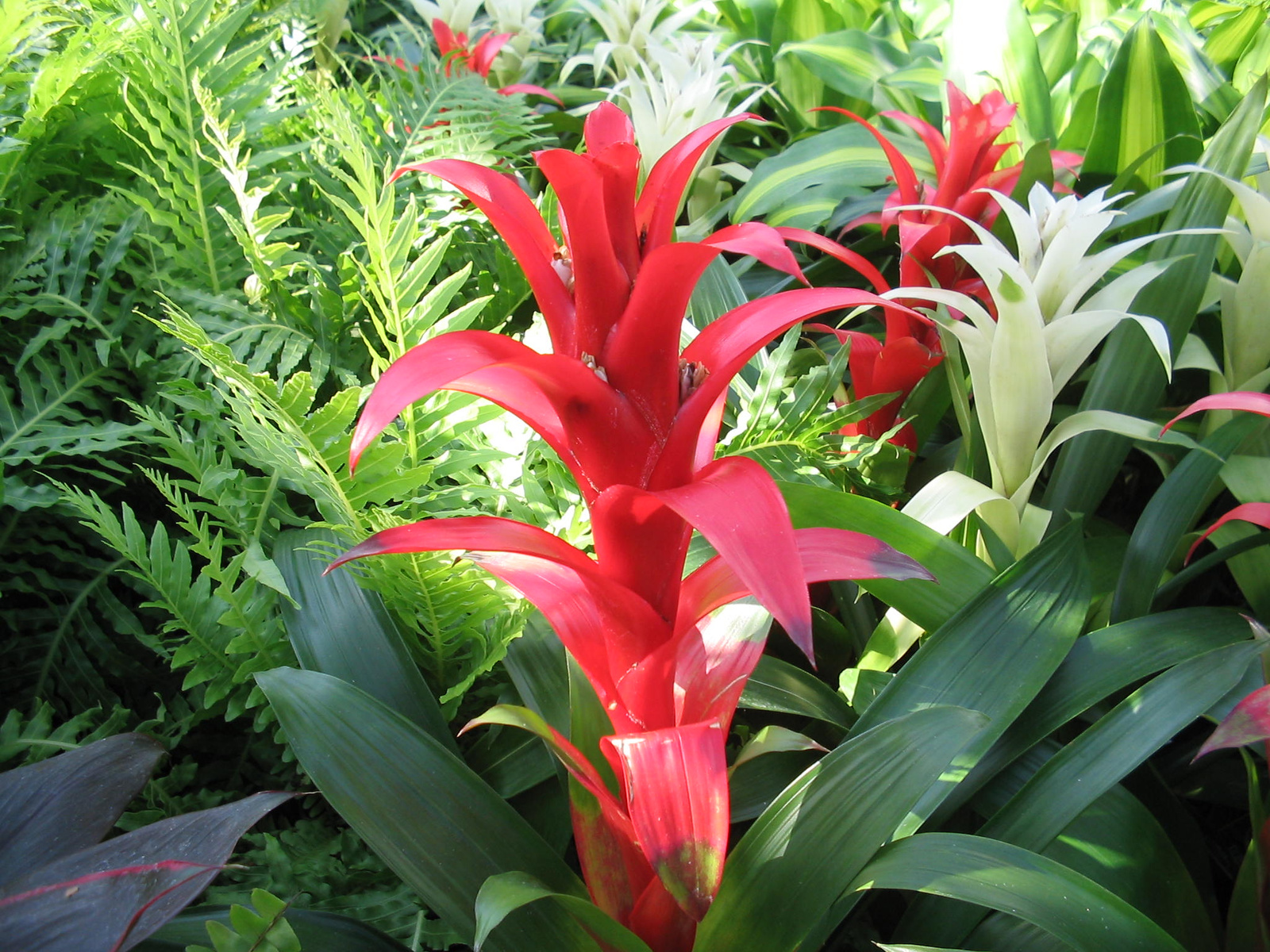 Guzmán bromelia