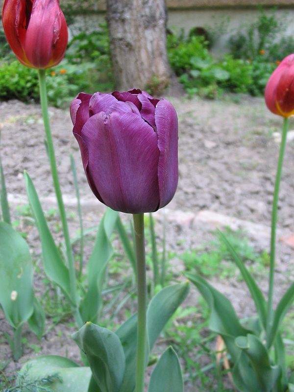 Tulipán1