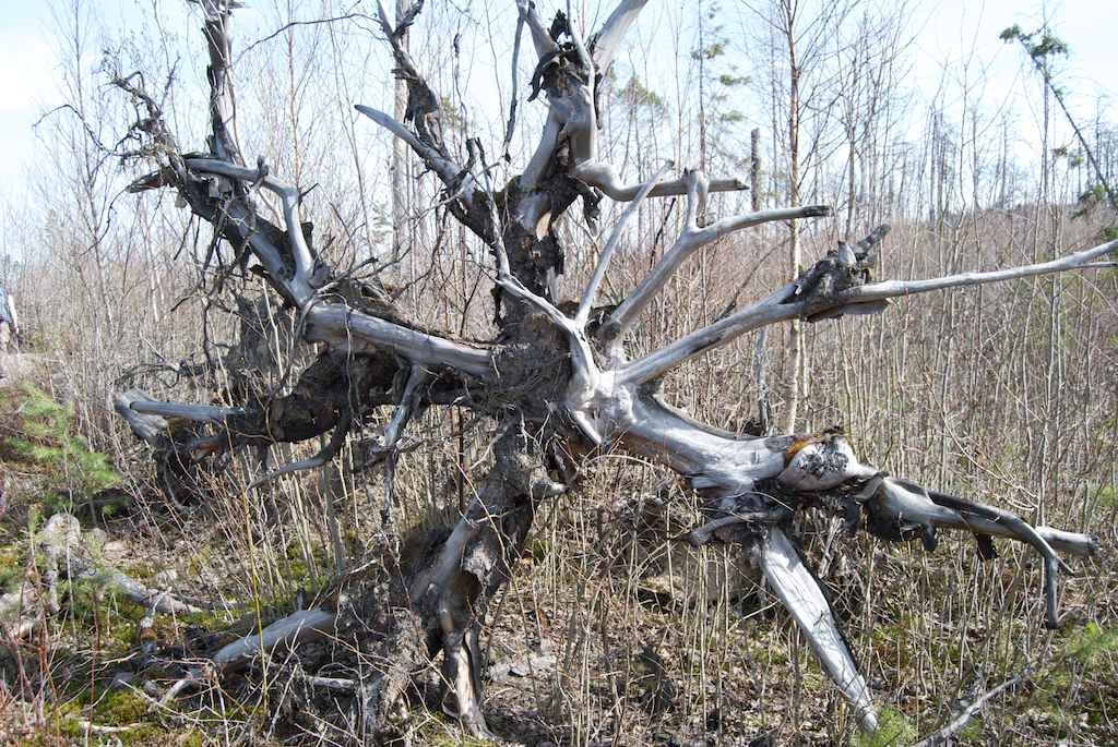 Tyresta nemzeti park - Erdőtűz