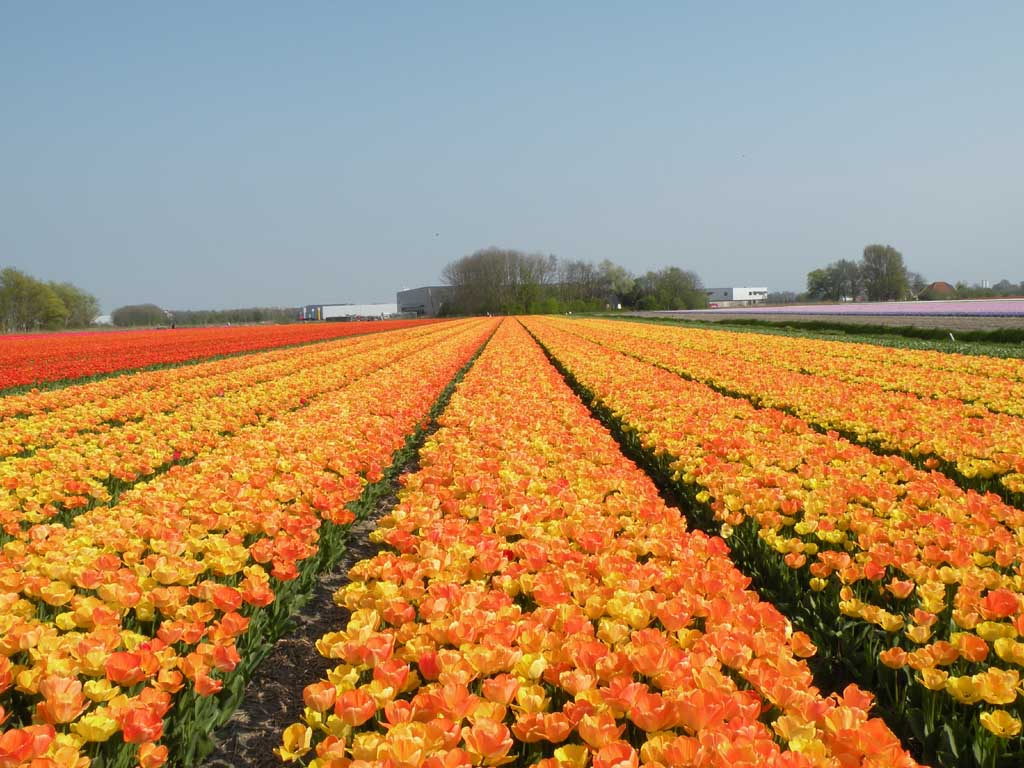 Keukenhof