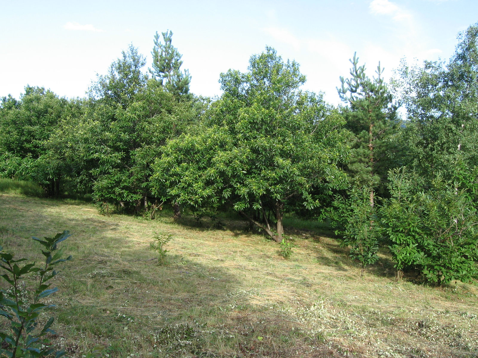 gesztenyéskert-Velem