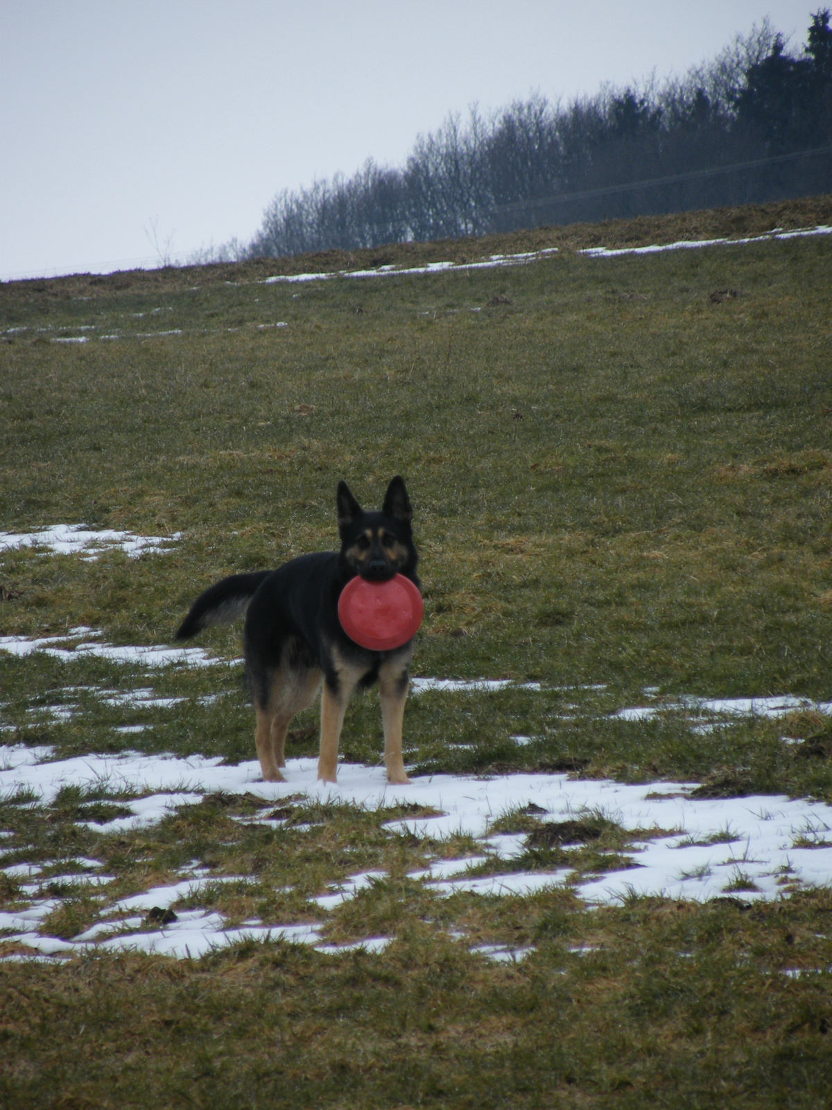 Bad Munstereifel 2010 035