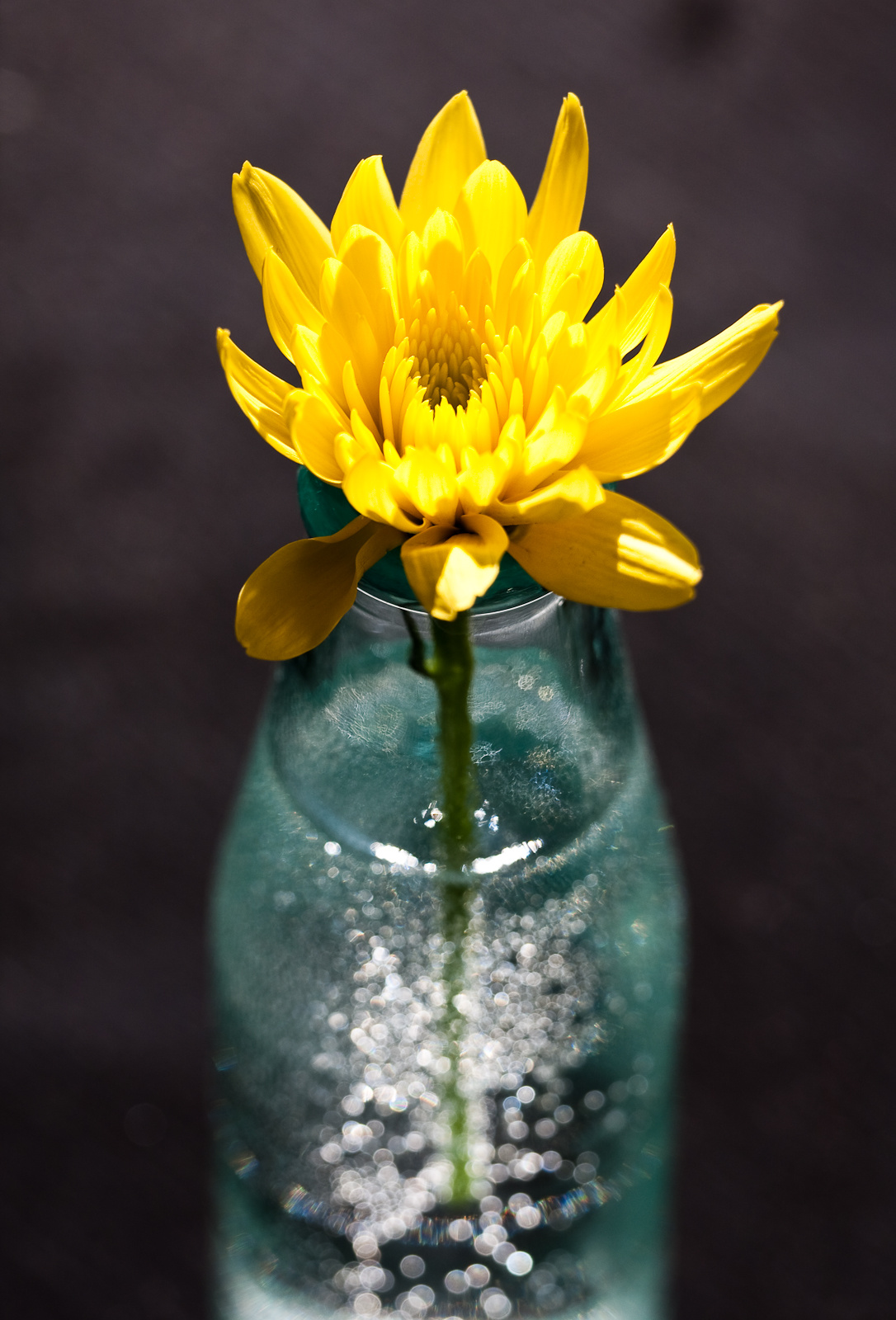 Virág üvegben 2