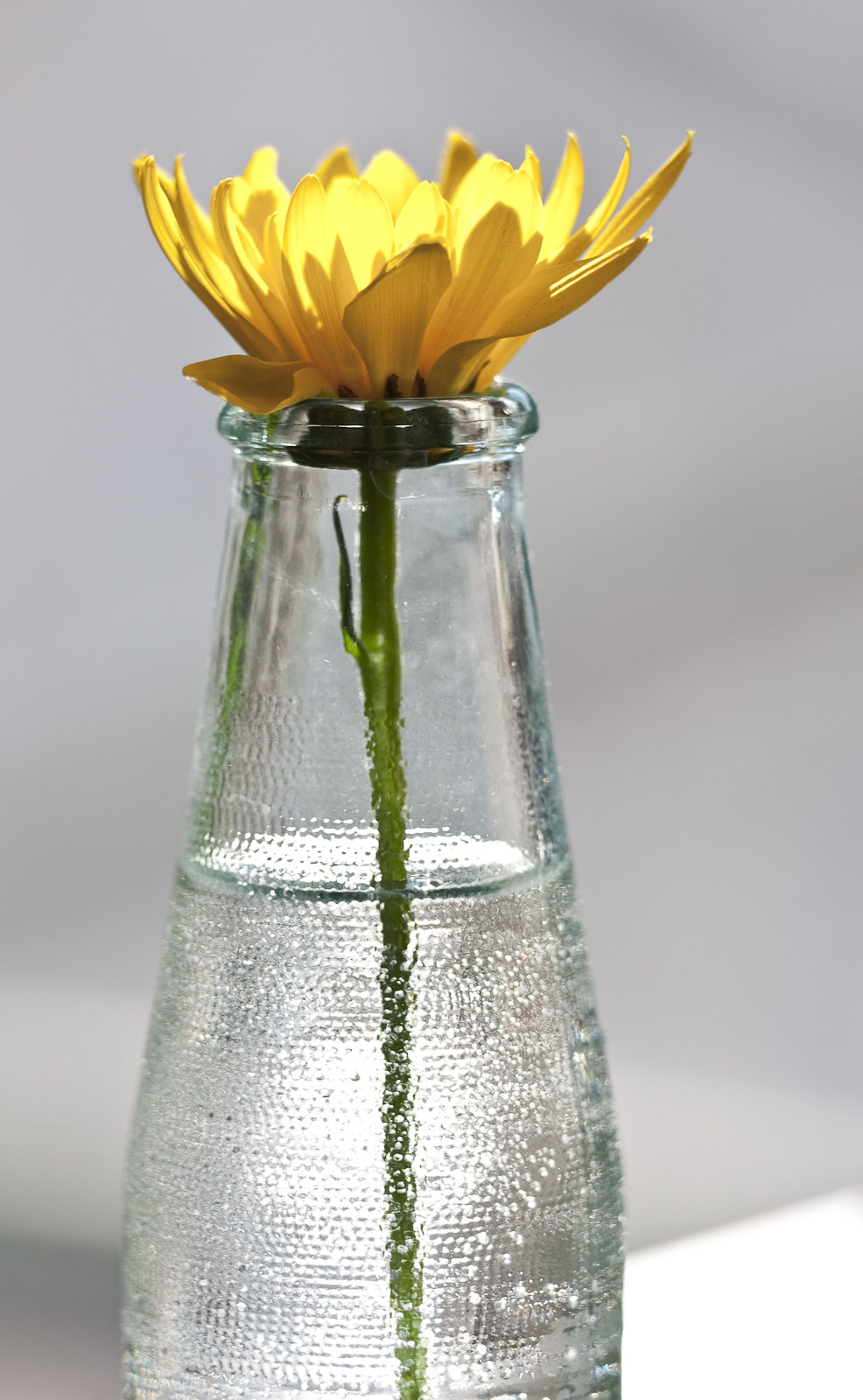 Virág üvegben 4