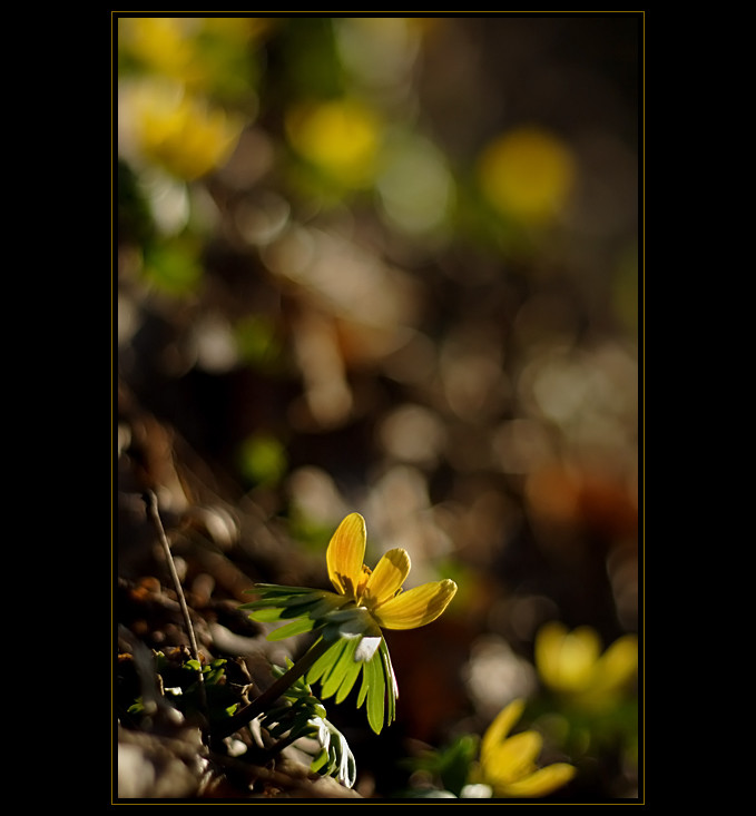 Stretching Towards The Sun