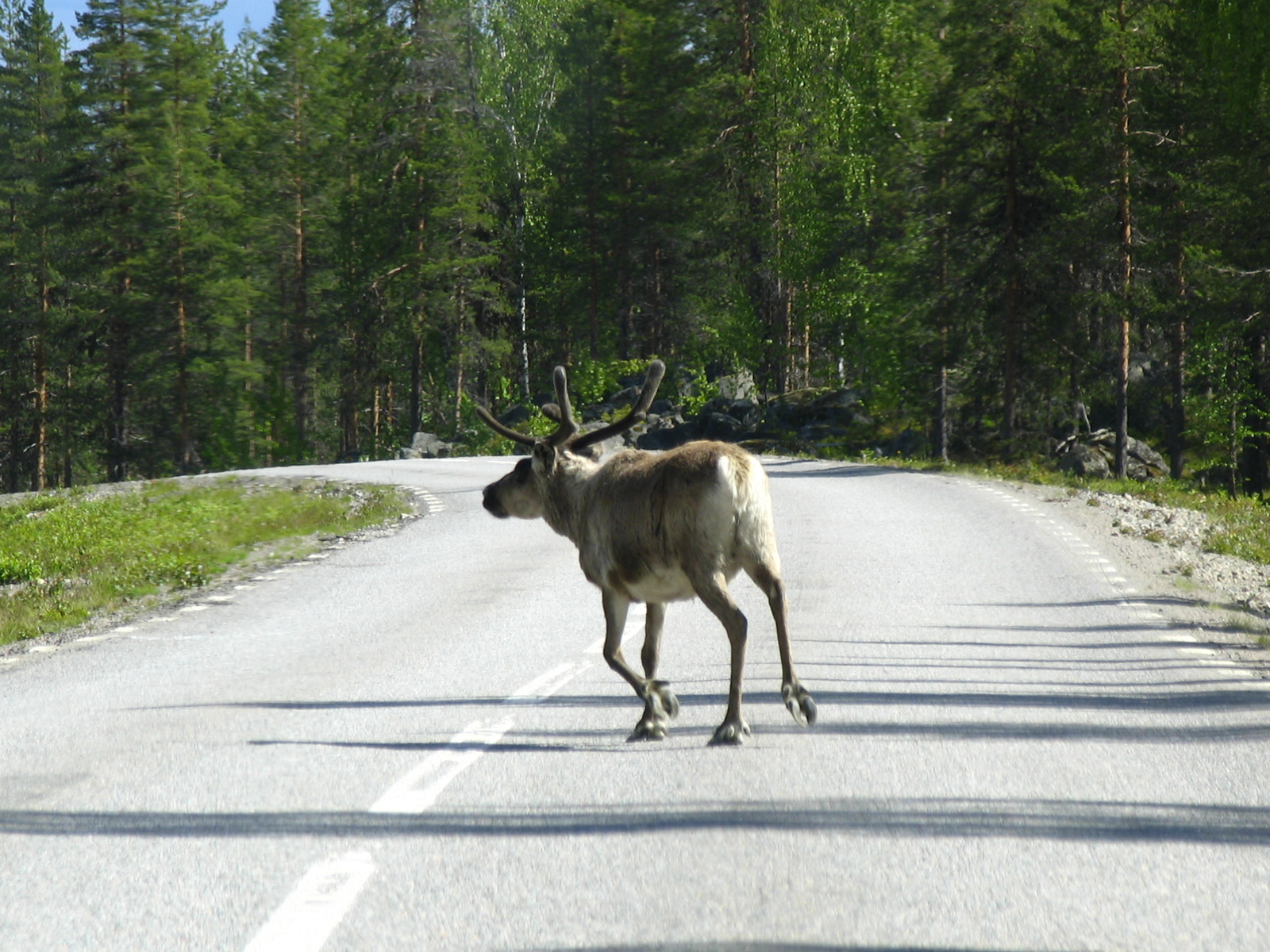 Lappföld