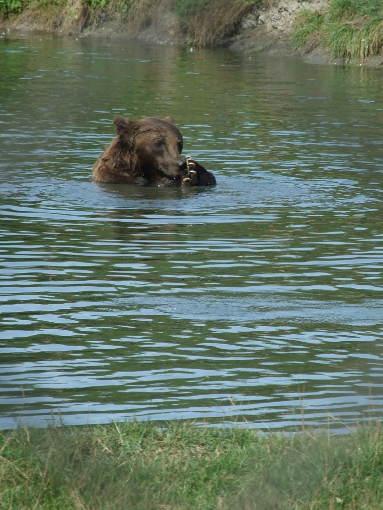 Veresegyházi Medvepark 20