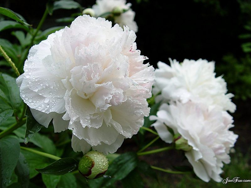 peonies