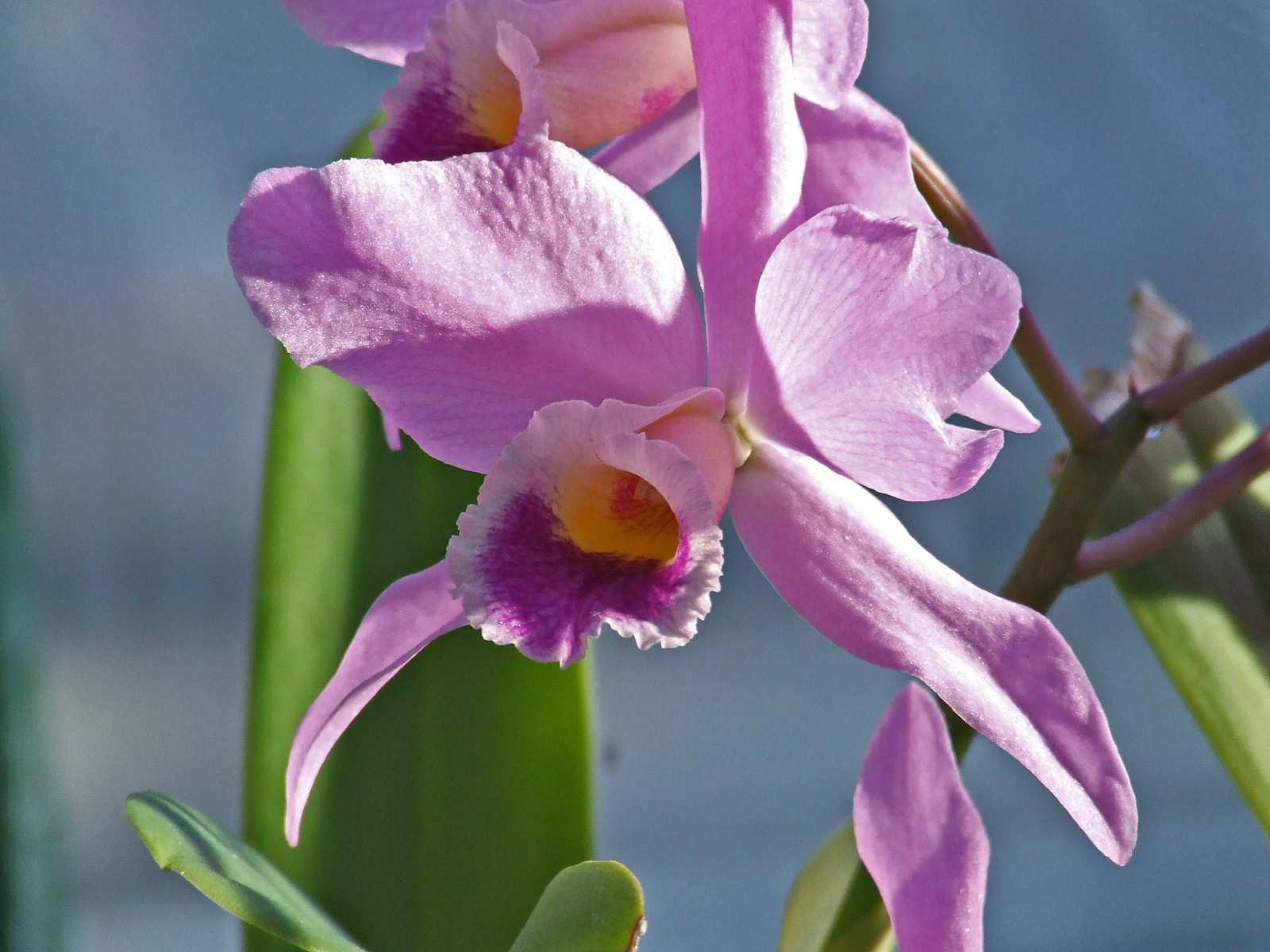Orchidea virágzás