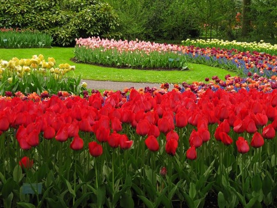 Keukenhof 2010.04.30 063