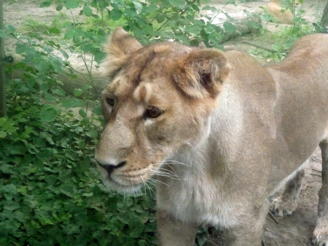 zoo 50 leo