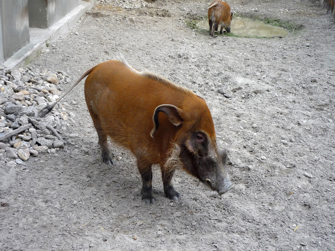 zoo 26 varacskos