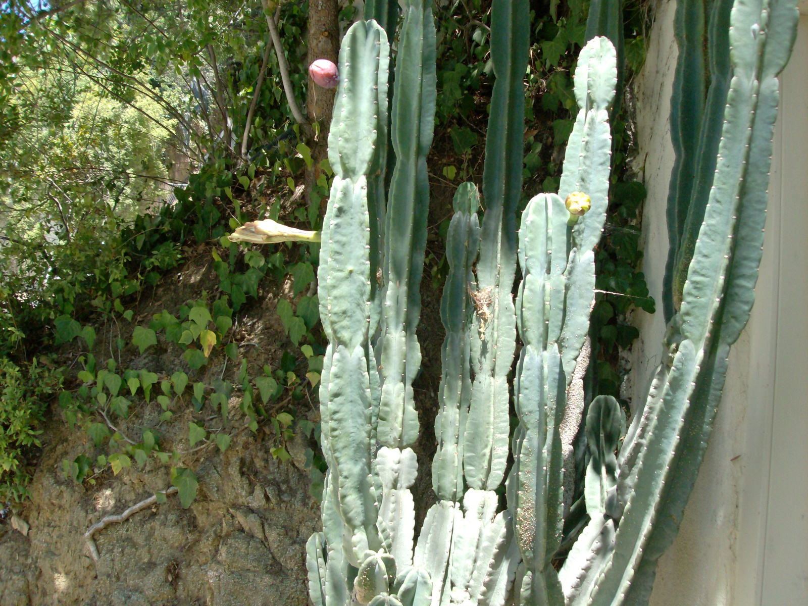 hollywood ekkorák a kaktuszok
