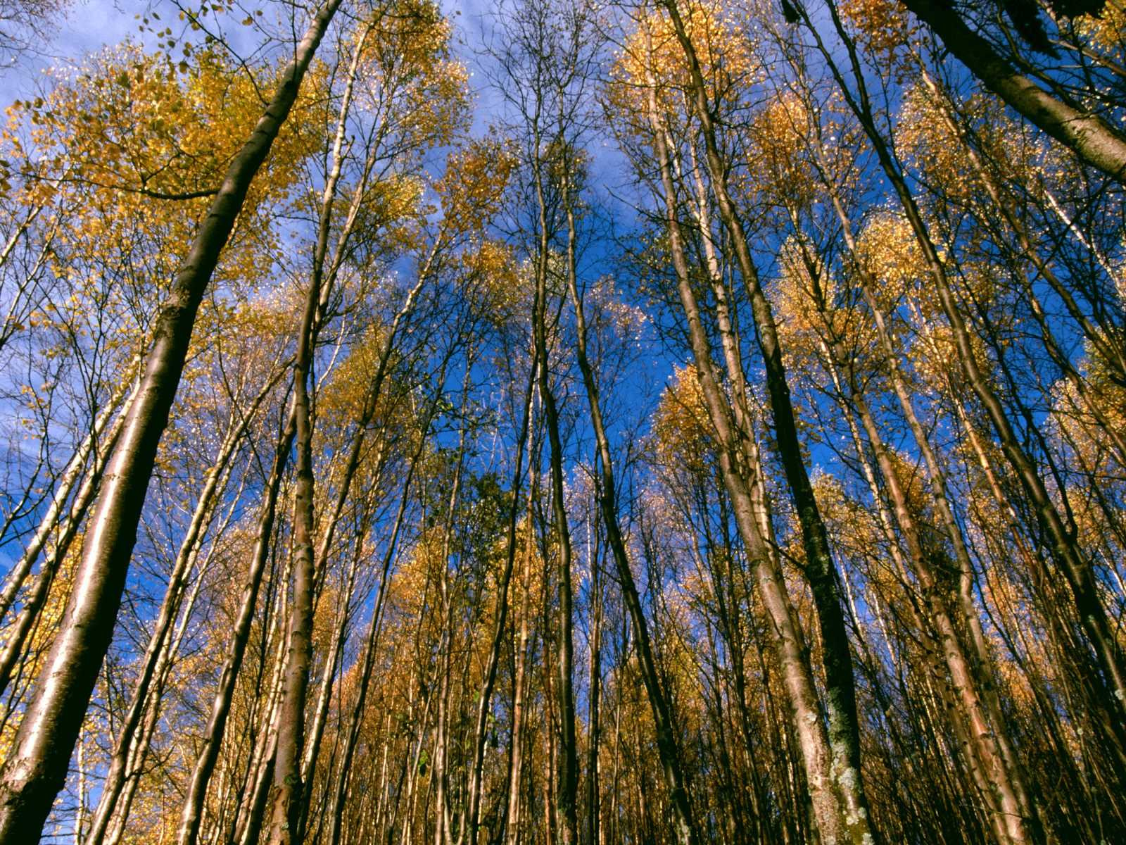 q-Autumn Aspens, Hidden Lake, Alaska