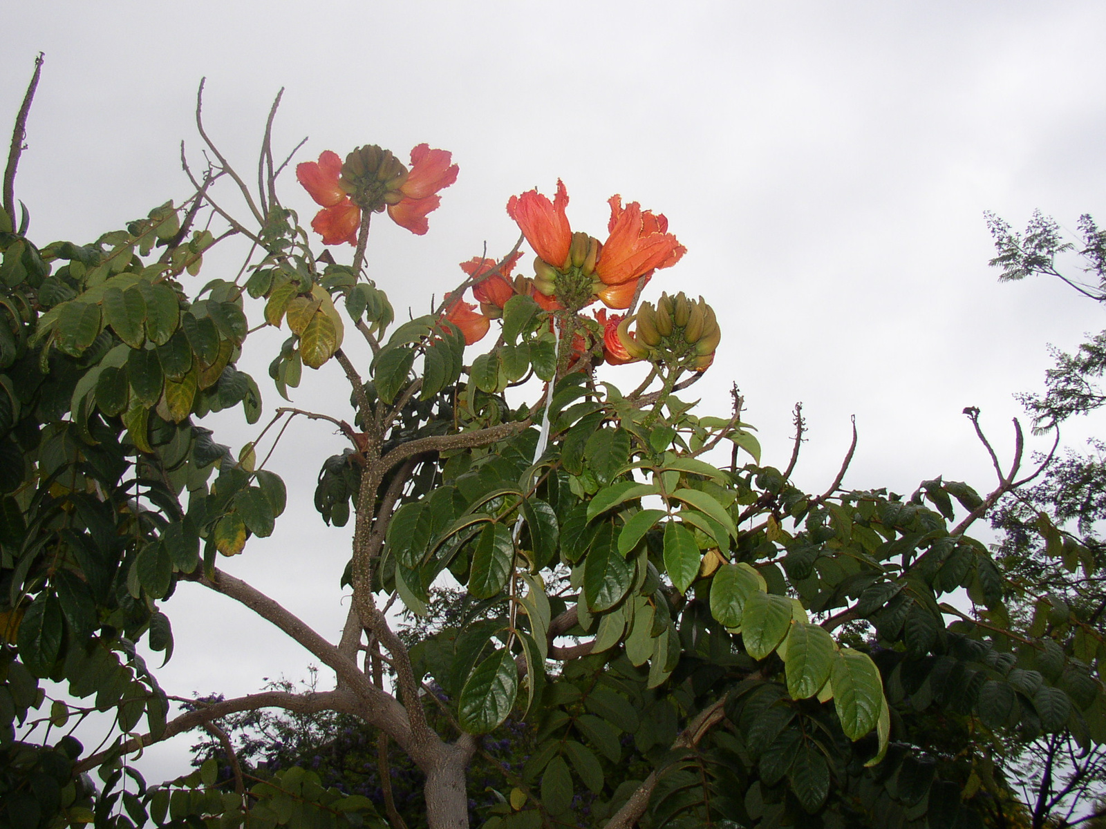 madeira2007 015