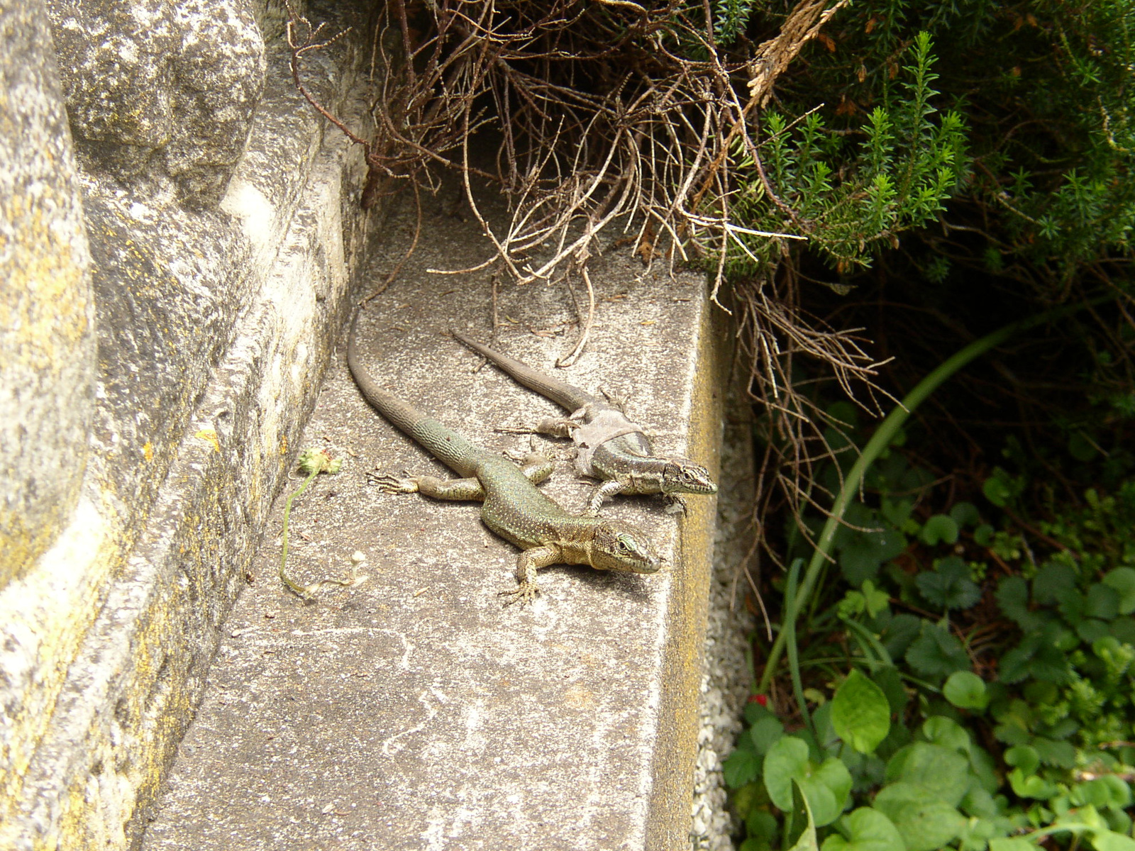 madeira2007 061