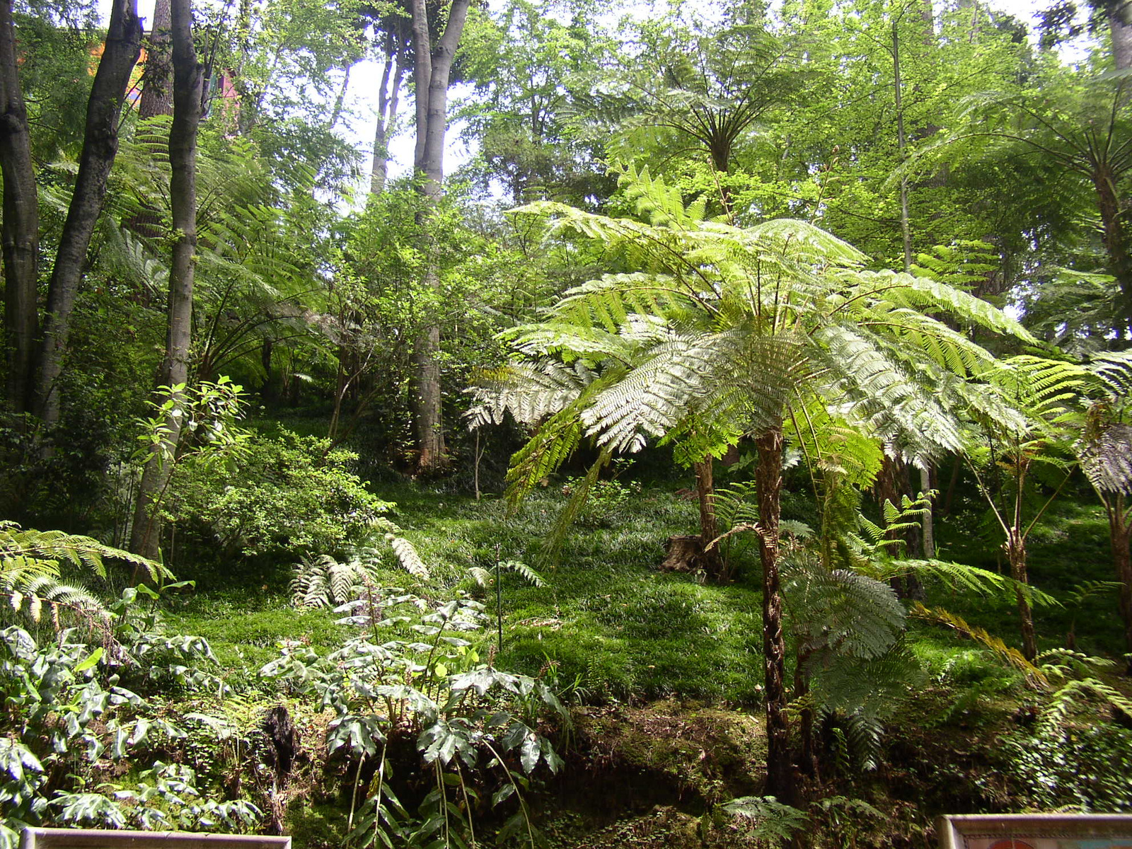 madeira2007 078