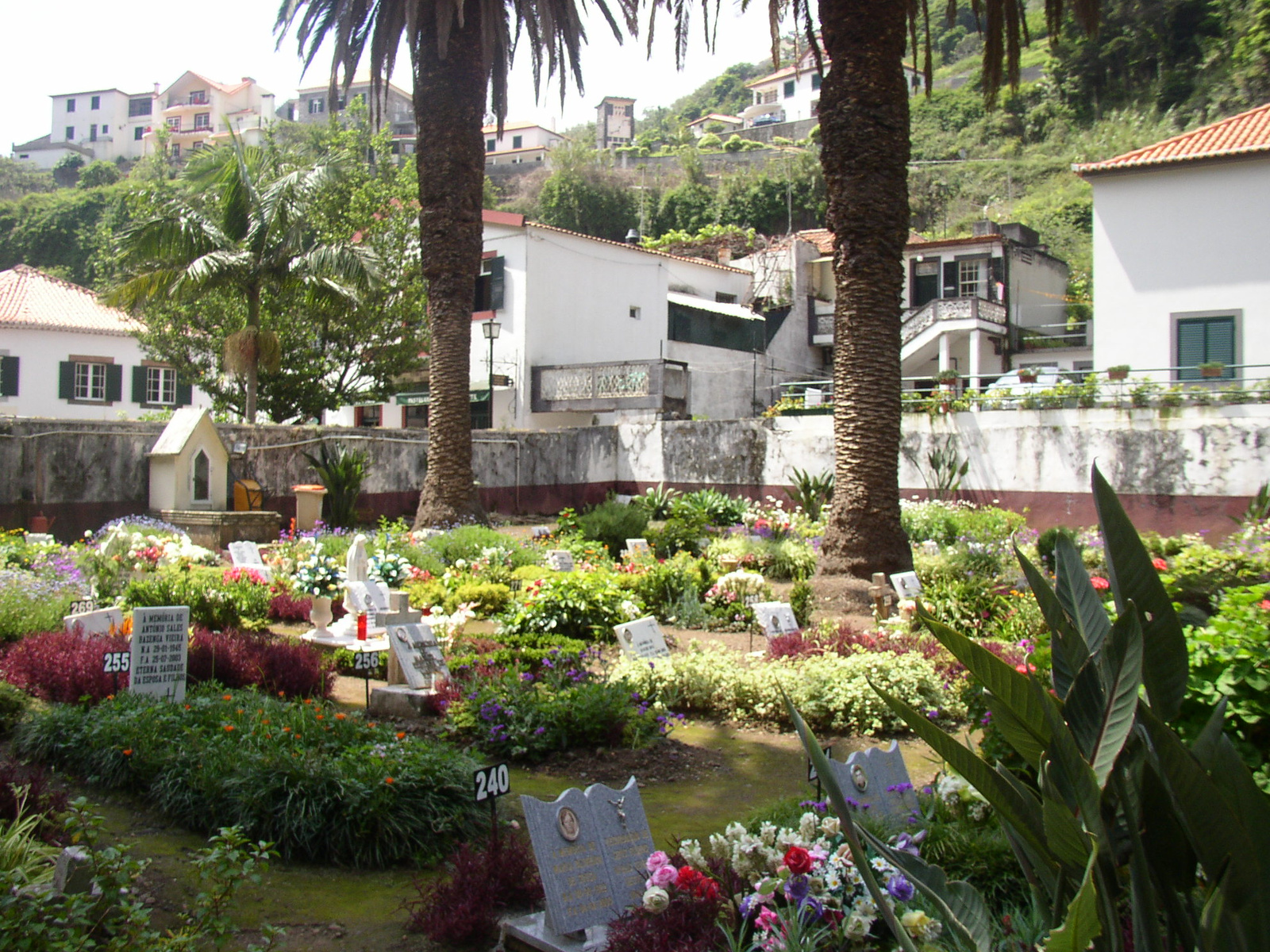 madeira2007 118