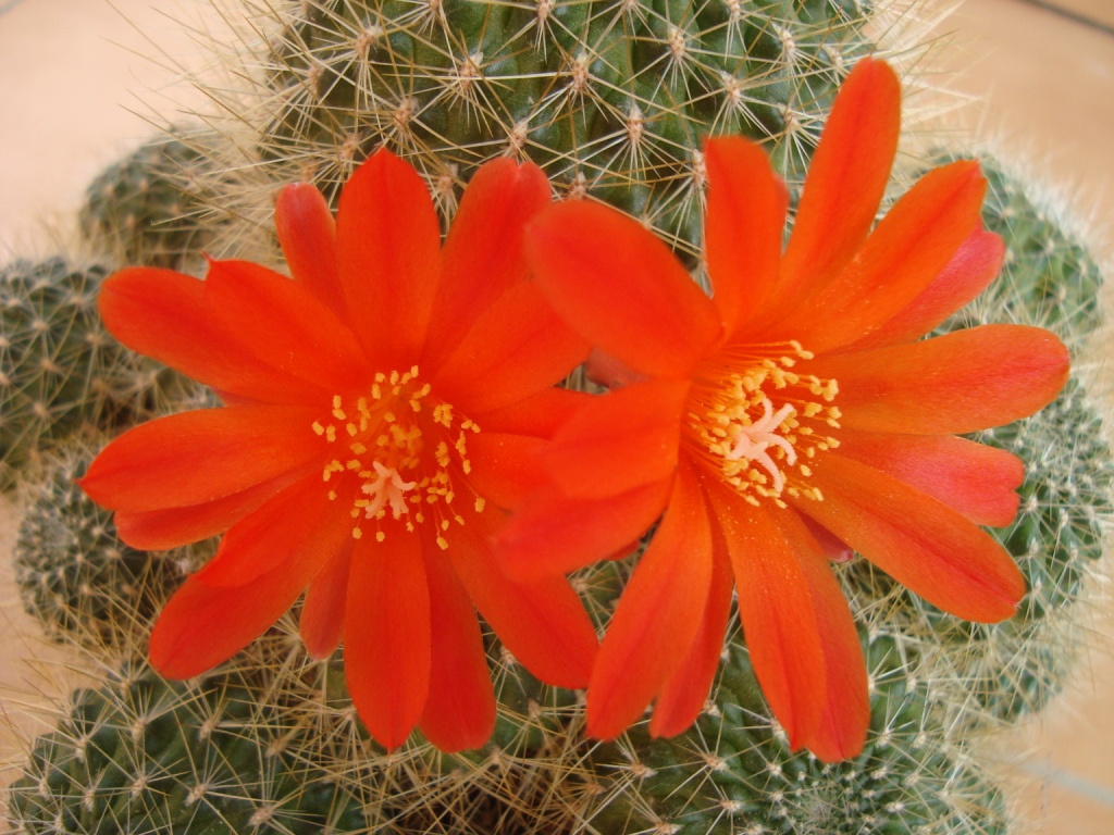 Piros kaktuszom