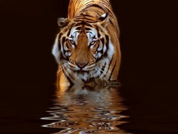 TIGER (tigris)