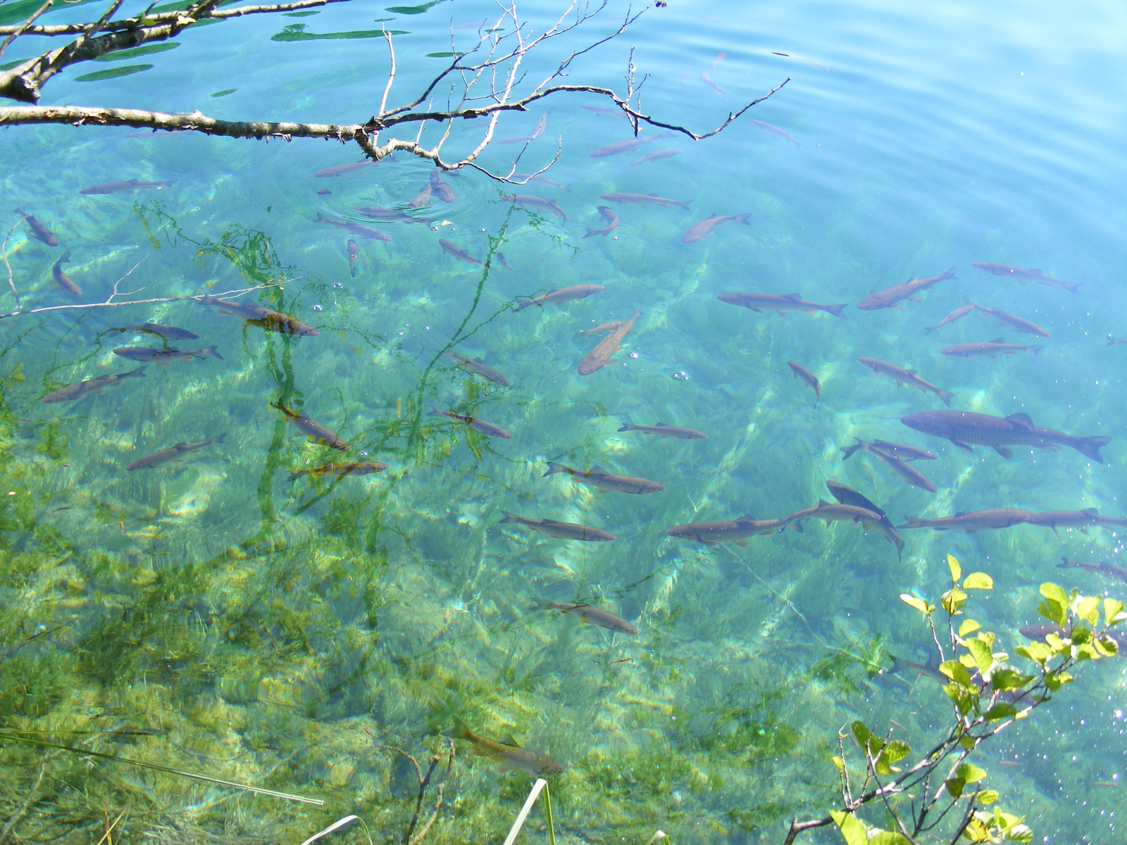 Plitvice 2008.08   35