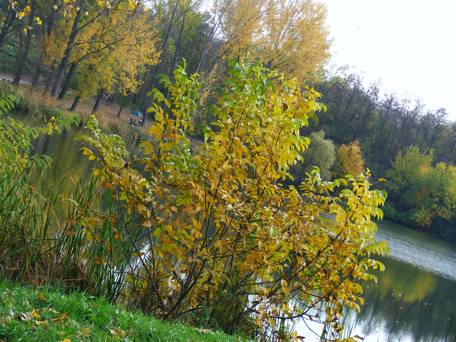 Malomvölgyi tó, Pécs 2
