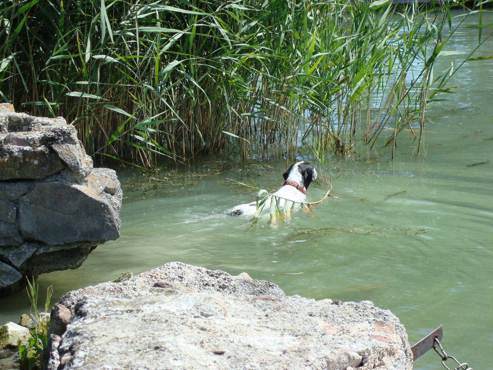 Hyra a Balatonban