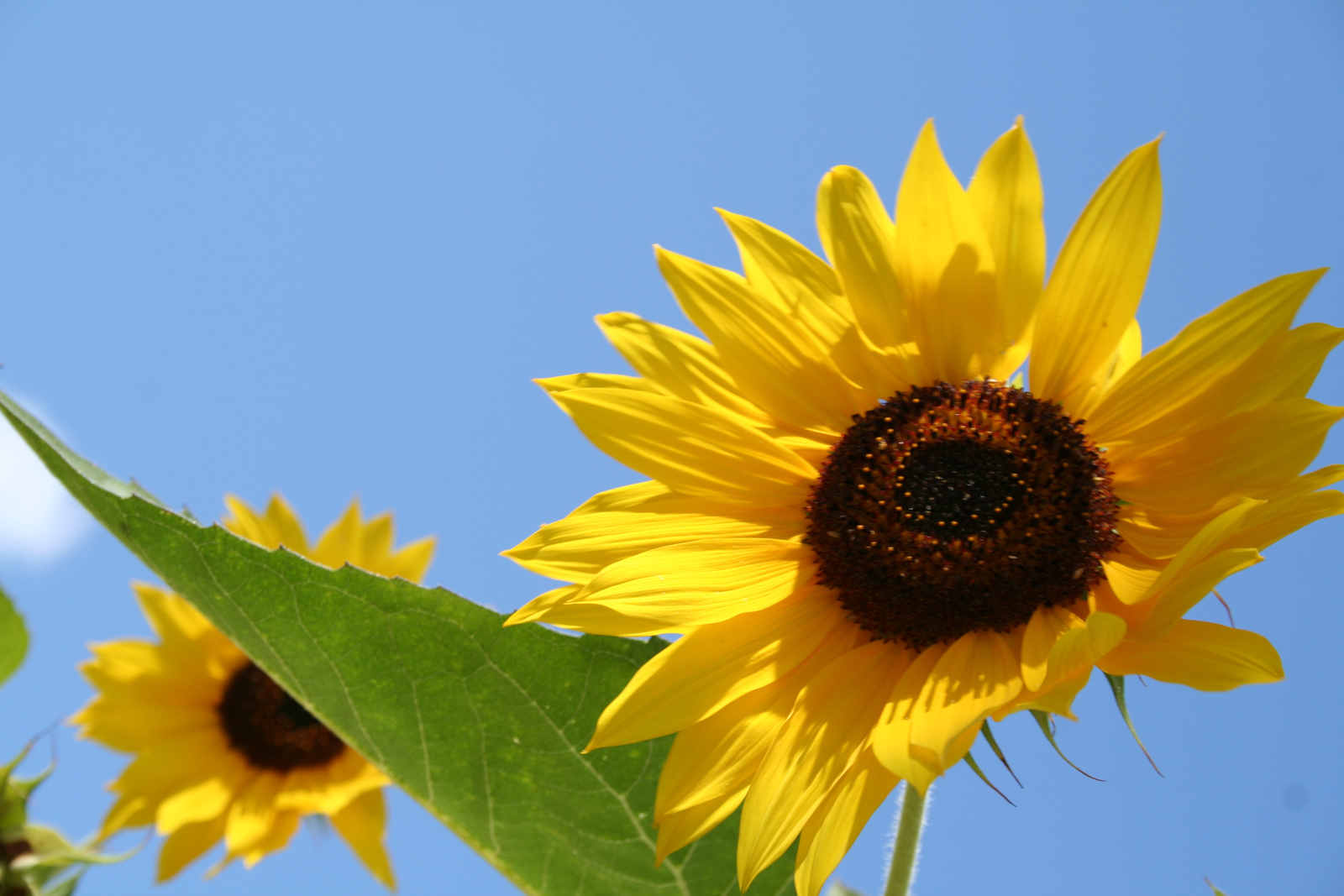 Napraforgók-Sunflowers