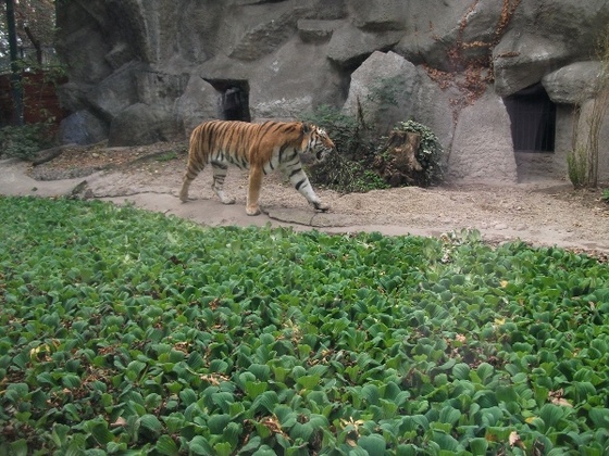 zoo 077