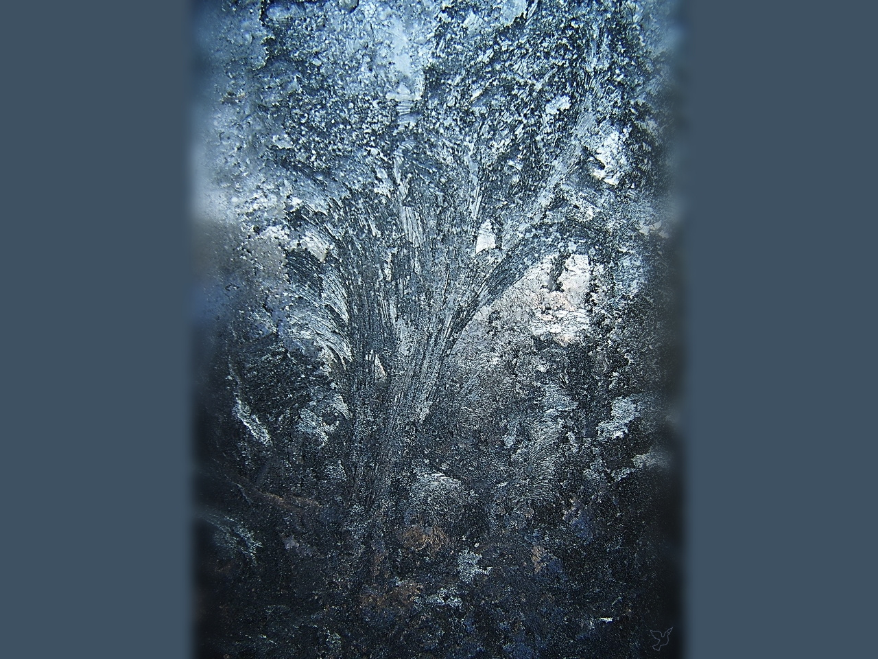 téli képek, jégvirág-fa 2011