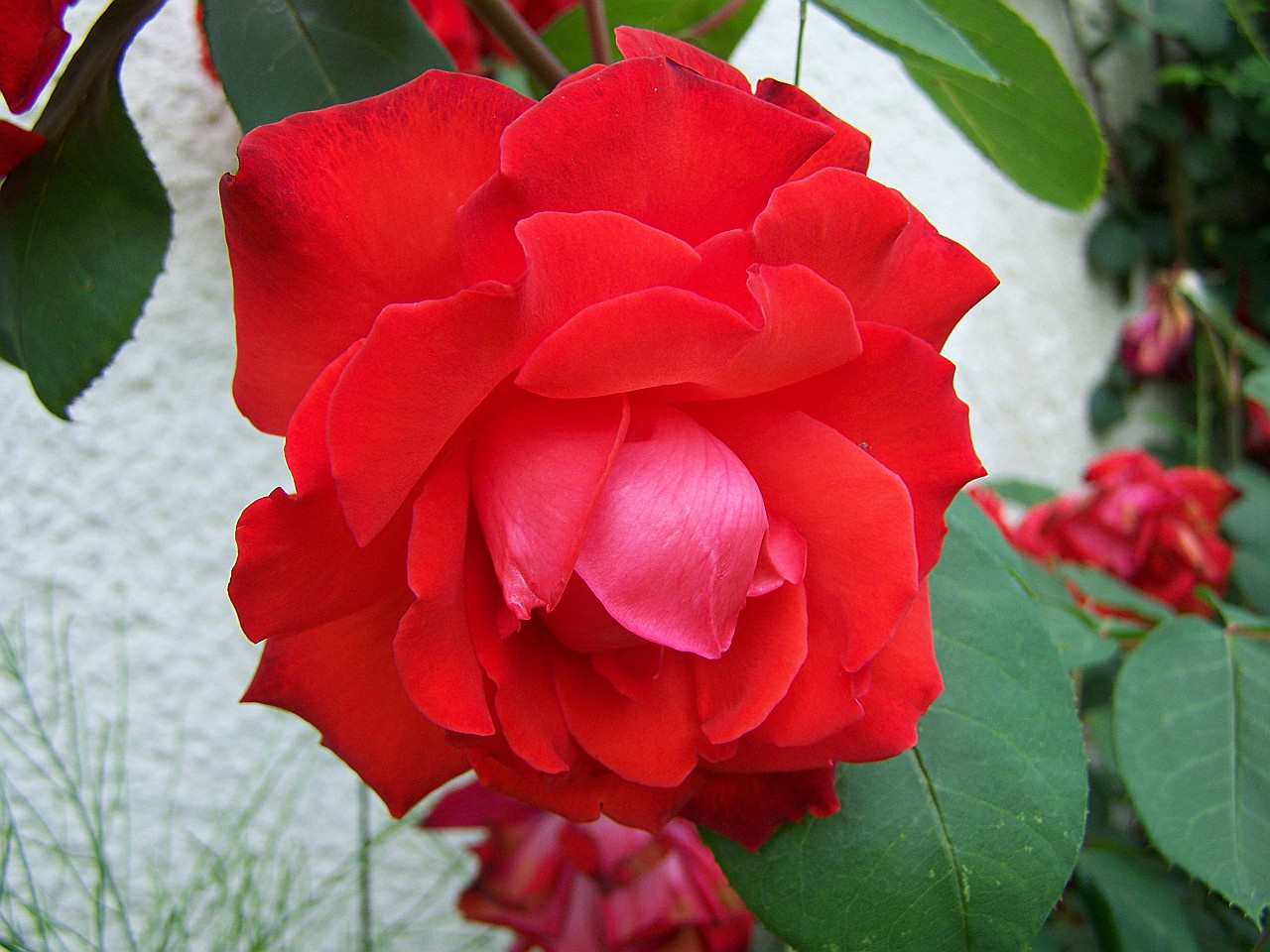 rózsa, nagy és különlegesen piros