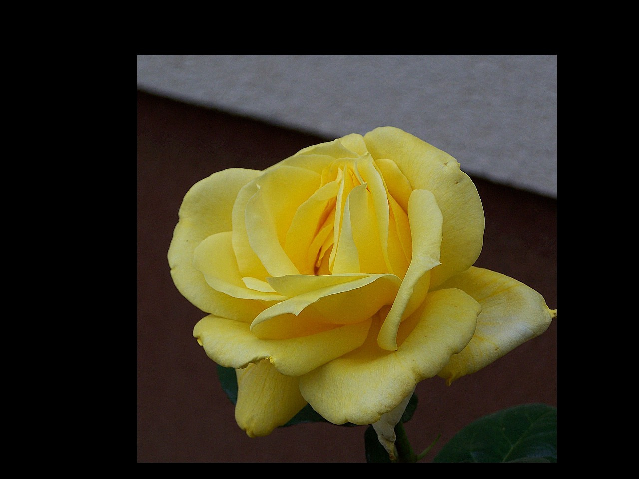 rózsa, a sárga