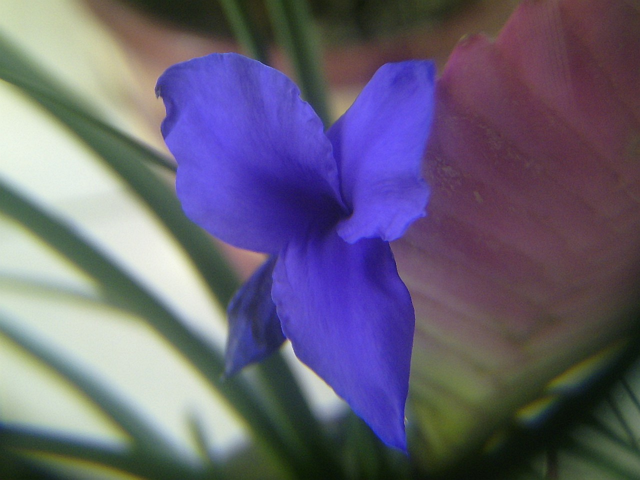 tillandsia, (szakállbromélia) a virág virága közel