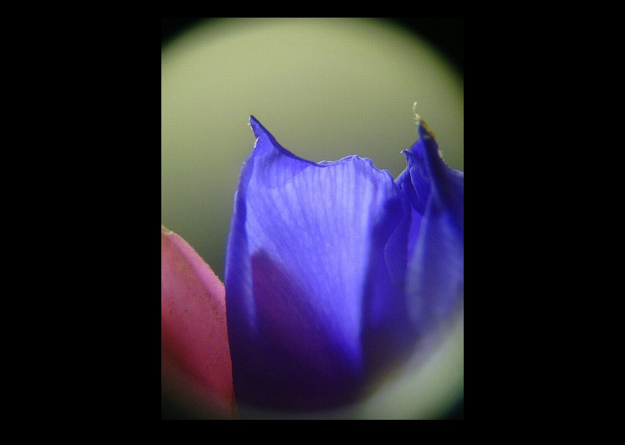 tillandsia, (szakállbromélia) a virág szirma ellenfényben