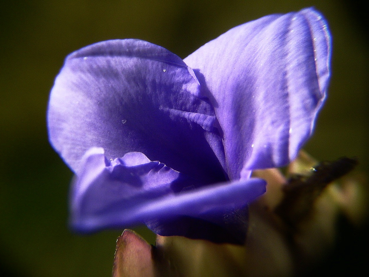 tillandsia, (szakállbromélia) az utolsó makroja