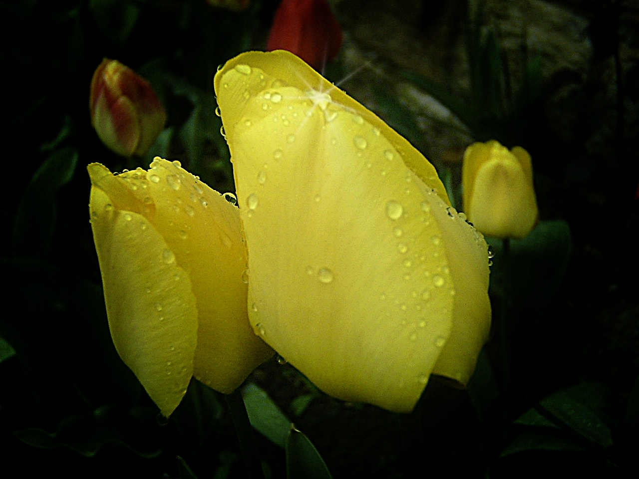 tulipán, áztatott sárga