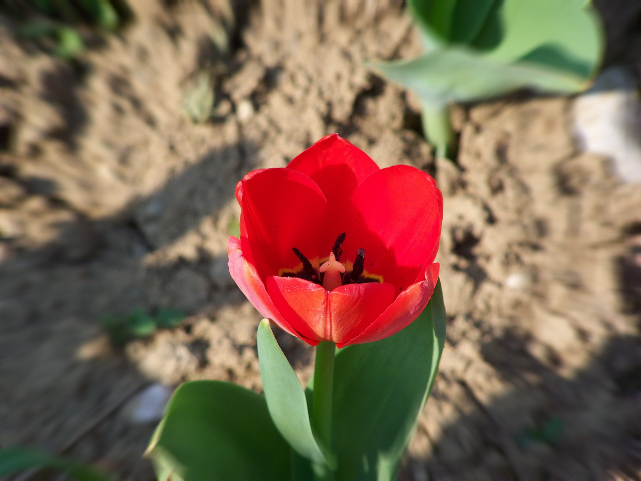 tulipán, egy ragyogó piros