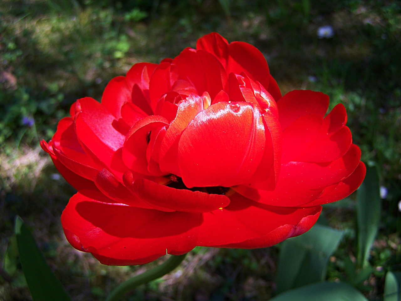 tulipán, elfekvőben
