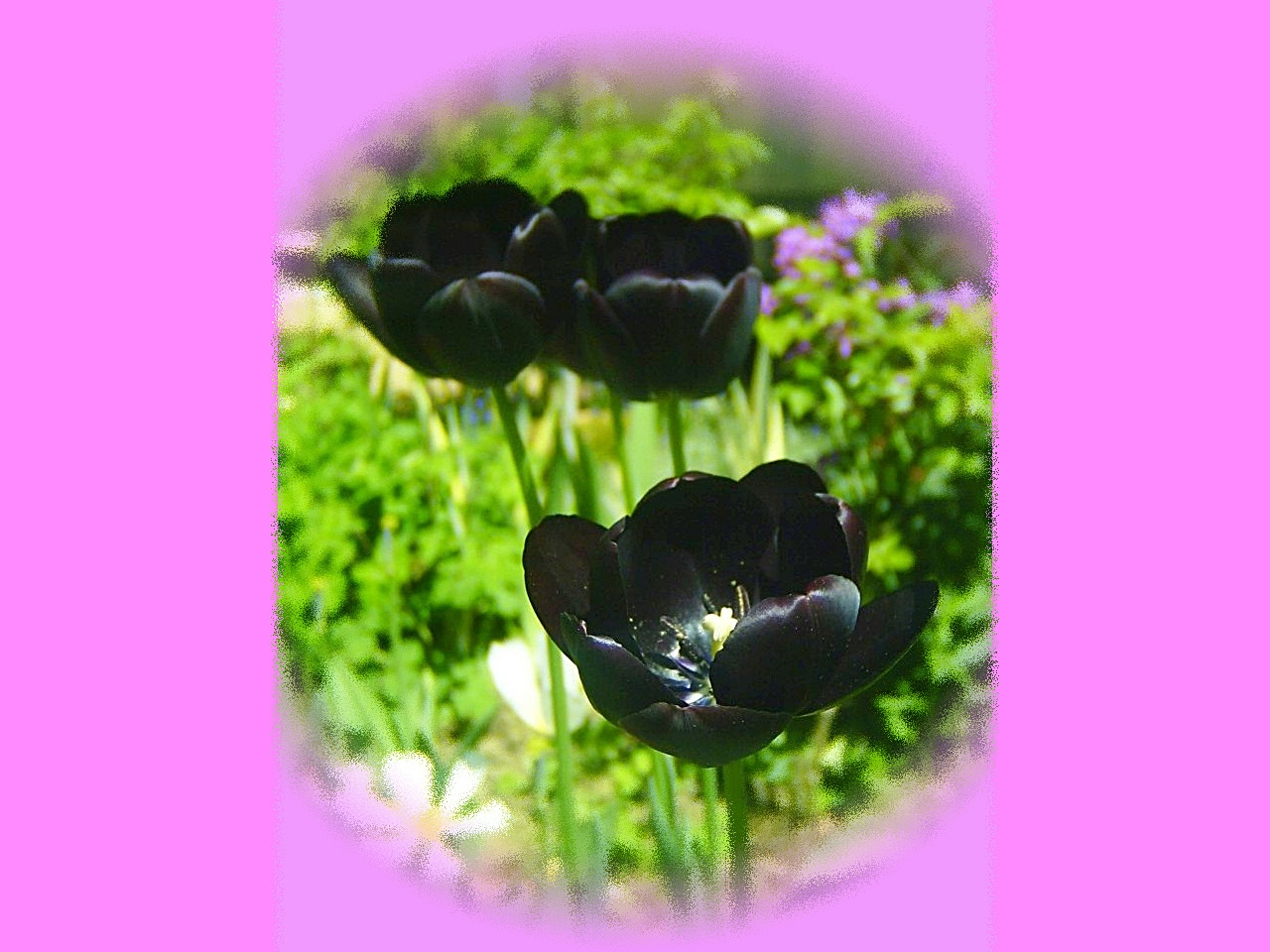 tulipán, feketék a kertben
