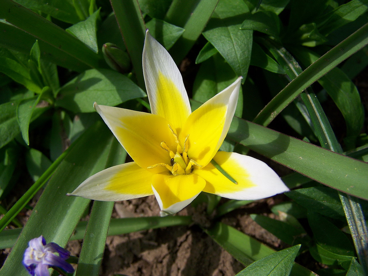 tulipán, nagyon kicsi nagyon elegáns