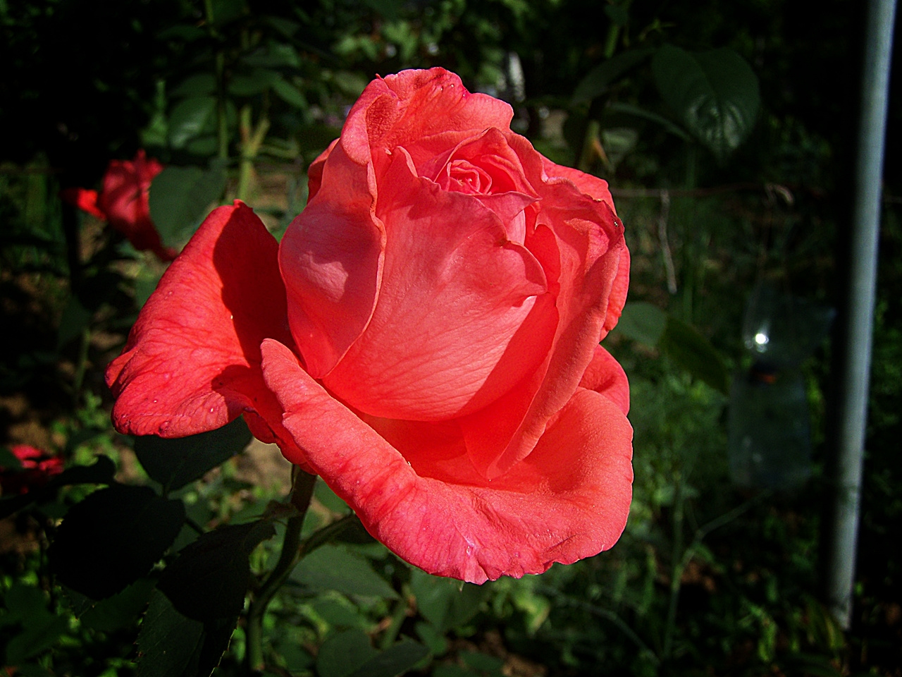 rózsa, egy bimbóbb