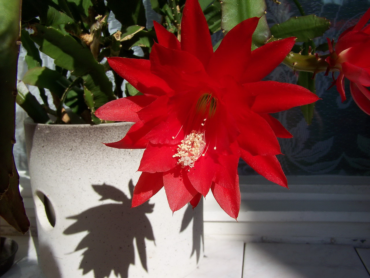 kaktuszvirág, vidáman pirosban