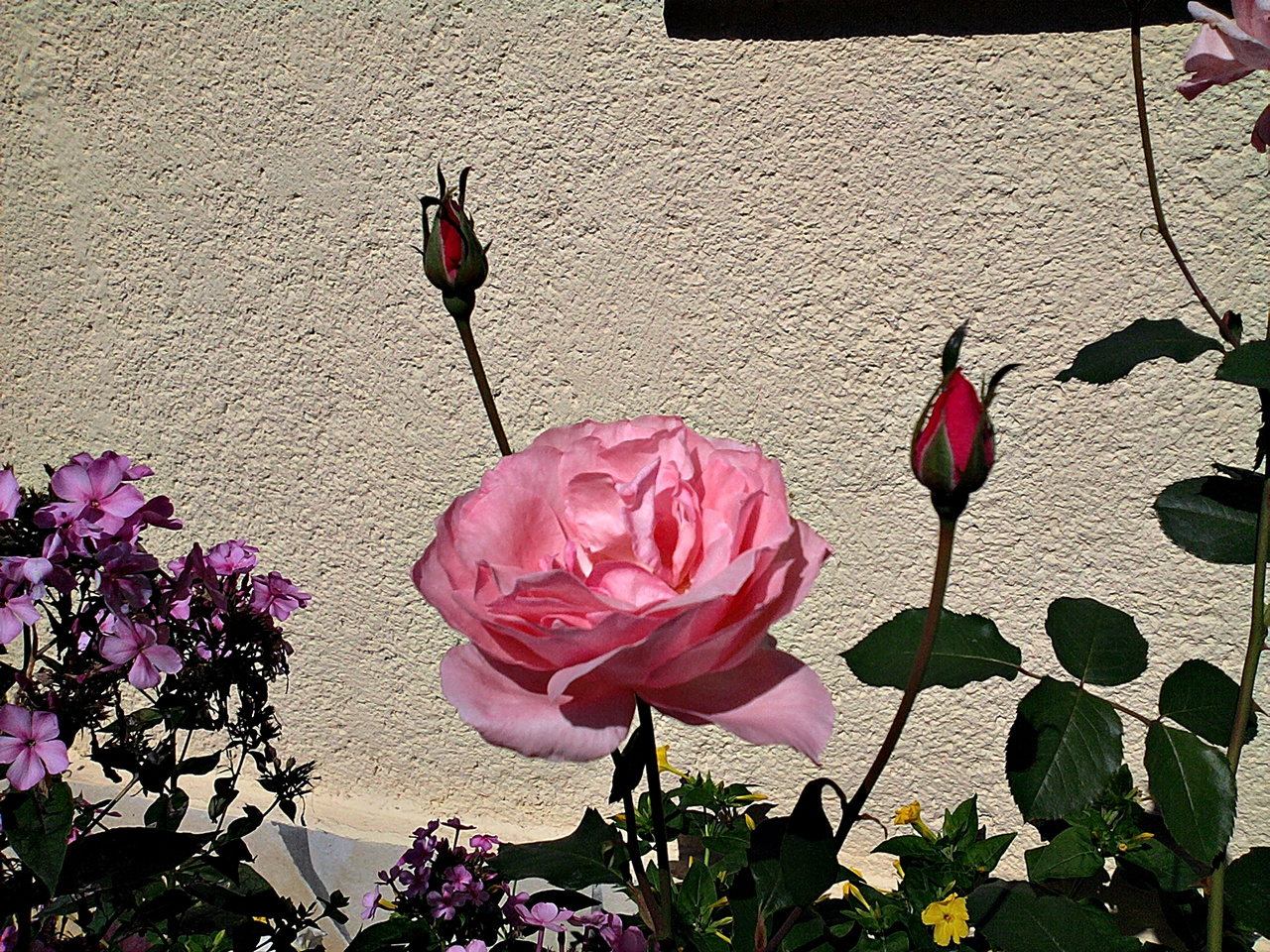 rózsa, SAMSUNG-rózsa bimbóval